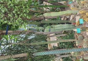 palma